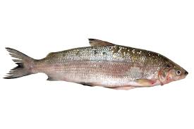 Das sollte ein Fisch sein.